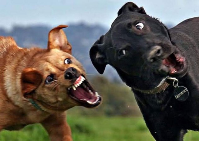 Breaking Up a Dog Fight - TheRoanoker.com